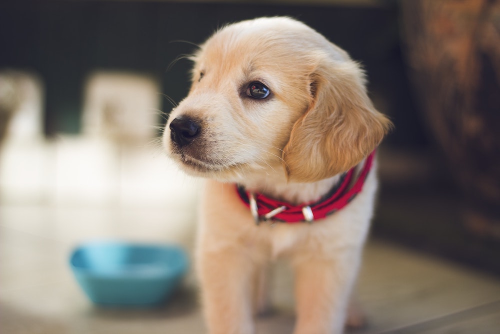 pet health insurance Carthage TX